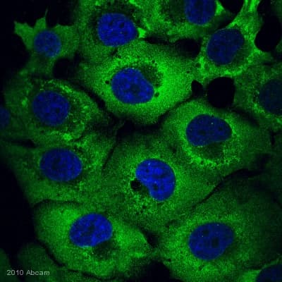 Pro-Apoptosis Bcl Family Antibody Sampler Panel(AB228527)