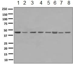 Anti-MC4-R antibody [EPR6534(2)(ABC)](AB150419)