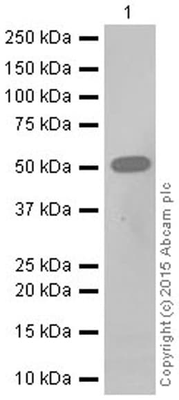 Anti-RGS9 antibody [EPR2873] - BSA and Azide free(AB247728)