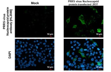 Anti-PRRS virus Nucleocapsid protein antibody [HL2046](ab308405)
