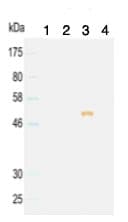 Mouse monoclonal [KT98] Anti-Rat IgG2b H&L (HRP)(AB106750)