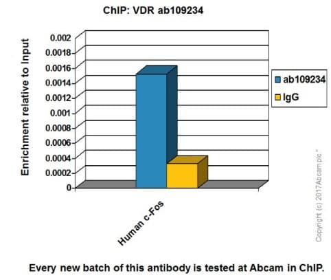 Anti-Vitamin D Receptor antibody [EPR4552] - BSA and Azide free(AB239958)