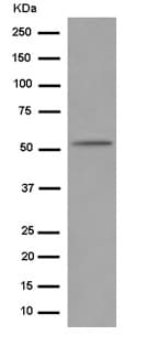 Anti-ROR beta/RORB antibody [EPR15552] - N-terminal(AB187657)