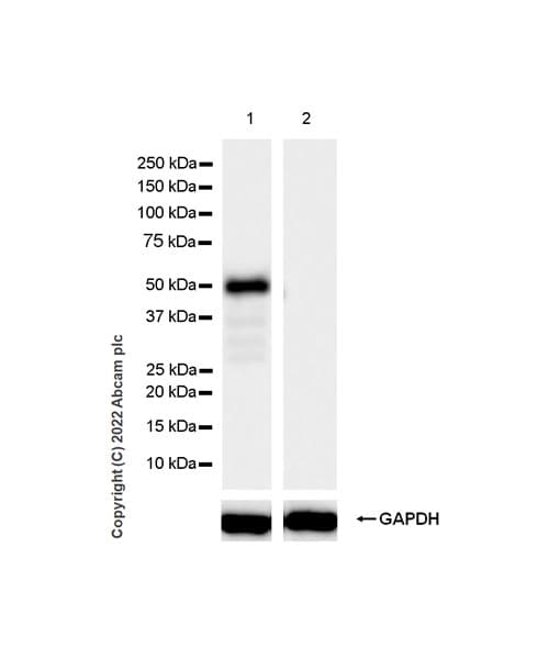 Np I Antibody Epr25683 17 Ab300404  Western Blot Img400471