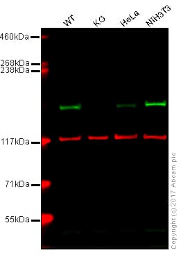 Anti-EEA1 antibody [EPR4245] - Early Endosome Marker(AB109110)