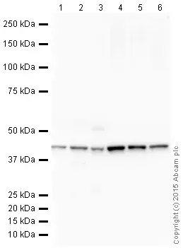 Anti-beta Actin antibody [mAbcam 8226] - Loading Control(AB8226)