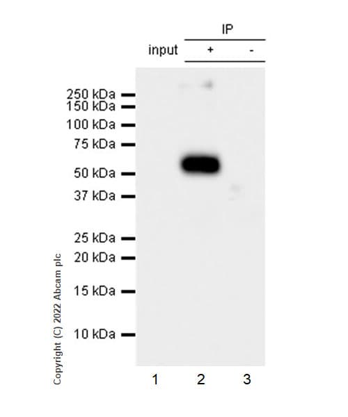 Gaba A Receptor Alpha 2 Gabra2 Antibody Epr26485 185 Bsa And Azide Free Ab307360  Immunoprecipitation Img406401
