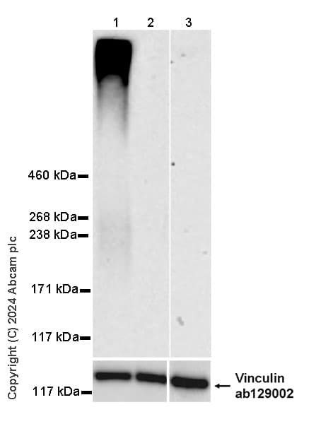 Muc17 Antibody Epr28482 85 Ab316971  Western Blot Img429272