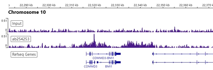 Anti-Bmi1 antibody [EPR22604-160] - ChIP Grade(ab254253)