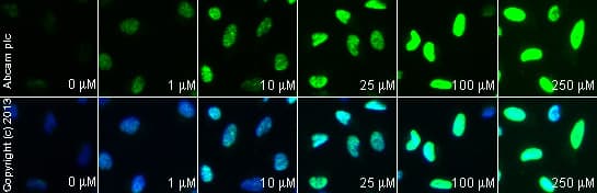 Anti-gamma H2A.X (phospho S139) antibody(AB2893)