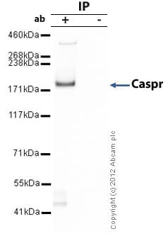 Anti-Caspr antibody(AB34151)