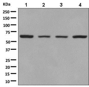 Lamin B2 Antibody Epr9700b Bsa And Azide Free Ab248858  Western Blot Img116131