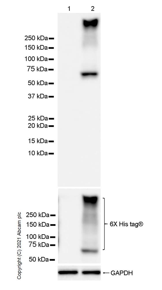 Anti-TM9SF2 antibody [EPR24416-17] - BSA and Azide free(AB281838)