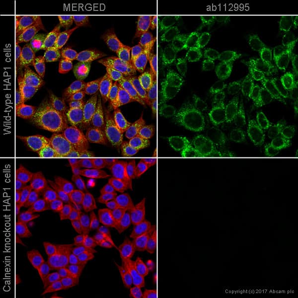 Anti-Calnexin antibody [6F12BE10](AB112995)