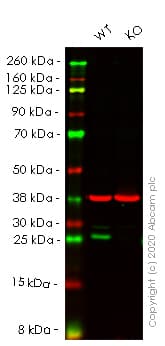 Anti-Bcl-2 antibody [EPR17509](AB182858)