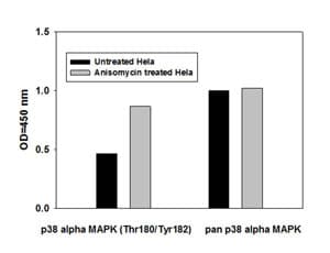 p38 MAPK alpha (pT180/pY182) + total p38 MAPK alpha ELISA Kit(AB126453)