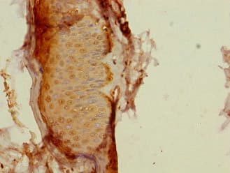 Anti-CALML3 antibody(AB230240)