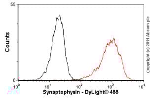 Anti-Synaptophysin antibody [EP1098Y] - BSA and Azide free(AB214621)