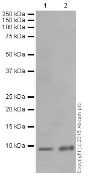 Anti-ATP5G1/G2/G3 antibody [EPR13908](AB180149)