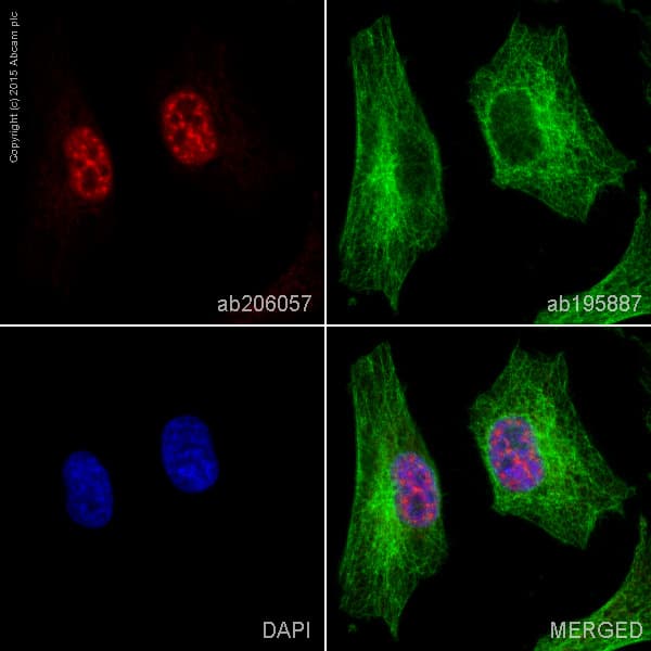 Alexa Fluor 647 Pabpn1 Antibody Ep3000y Ab206057  Immunocytochemistry Immunofluorescence Img68531