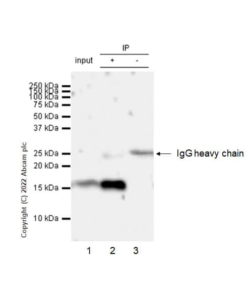 Anti-Calcineurin B/PPP3R1 antibody [EPR24992-18](AB303482)