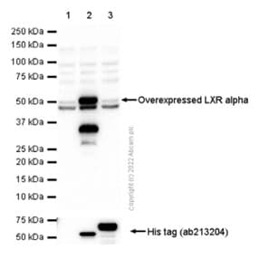 Anti-LXR alpha antibody [EPR6508(N)](AB176323)