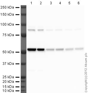 Anti-Tubulin antibody [YL1/2] - Loading Control(AB6160)