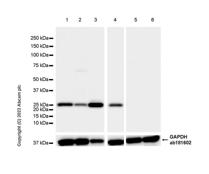 Pthlh Antibody Epr26606 236 Bsa And Azide Free Ab314119  Western Blot Img419975