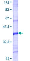 Recombinant Human VNN3 protein(AB163077)