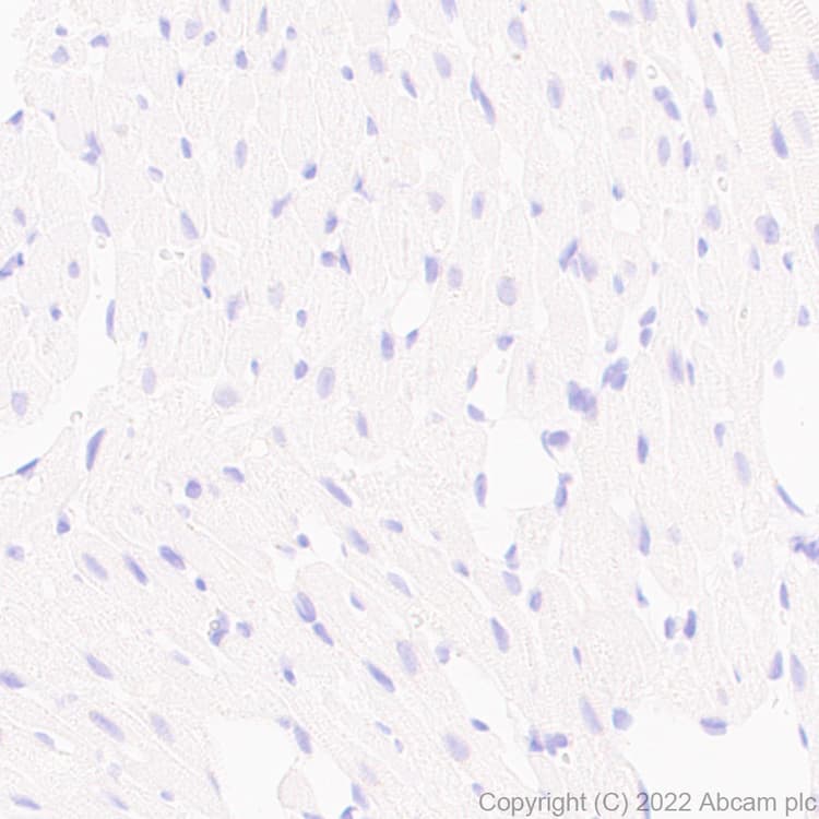 Anti-GluN3A+GluN3B antibody [EPR25287-45](AB302534)