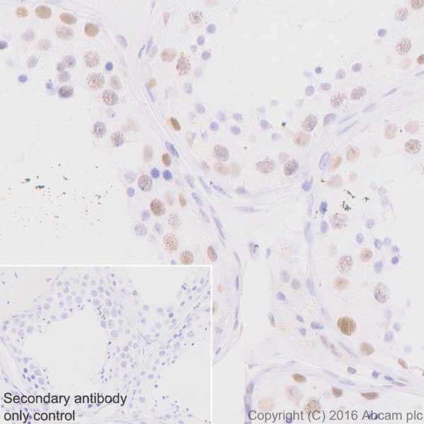 Anti-HP1 gamma/CBX3 antibody [EPR19802] - BSA and Azide free(AB223535)