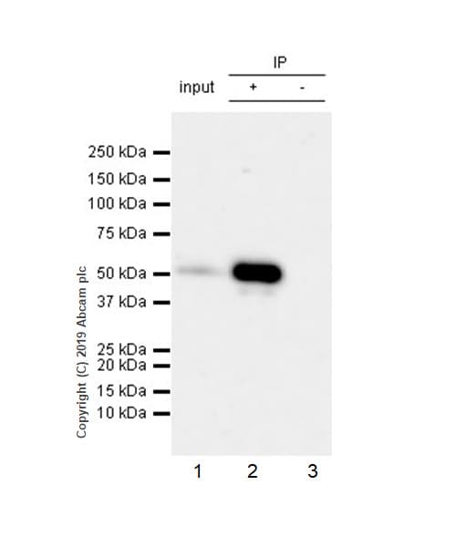 Anti-RUNX2 antibody [EPR22858-106] - ChIP Grade(AB236639)