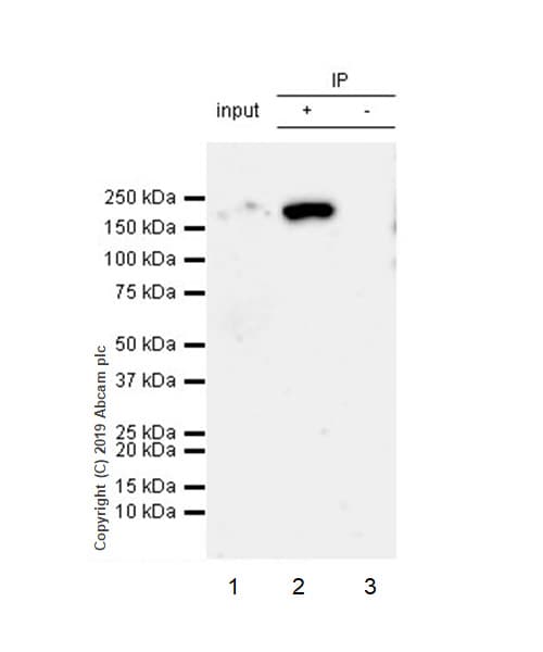 Thrombospondin 1 Antibody Epr22928 10 Bsa And Azide Free Ab263952  Immunoprecipitation Img156752