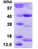 Recombinant Human NTH1 protein(AB113607)