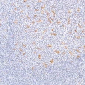 Gpnmb Antibody Sp299 Bsa And Azide Free Ab272016  Immunohistochemistry Formalin Pfa Fixed Paraffin Embedded Sections Img7242