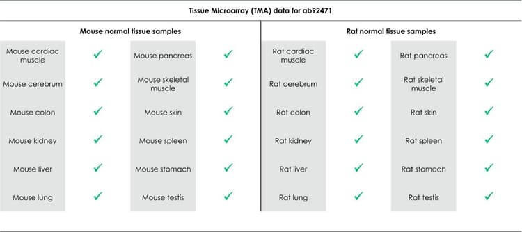Anti-MSH6 antibody [EPR3945](AB92471)