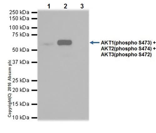 Akt1 Ps473 Akt2 Ps474 Akt3 Ps472 Antibody Epr18853 Ab192623  Immunoprecipitation Img22633