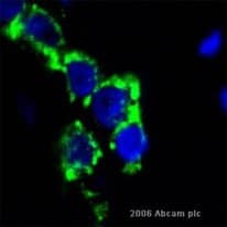 Anti-CD3 epsilon antibody [SP7] - BSA and Azide free(AB205228)