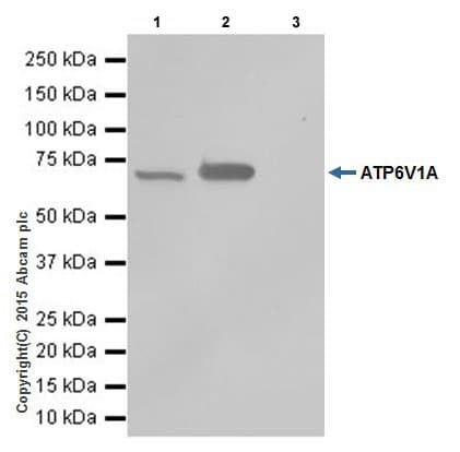 Anti-ATP6V1A antibody [EPR19270] - BSA and Azide free(AB251267)