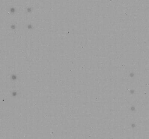 Human Inflammation Antibody Array - Membrane (20 targets)(AB169804)