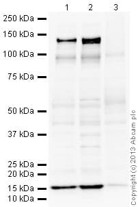 Anti-KCNQ2 antibody(AB22897)