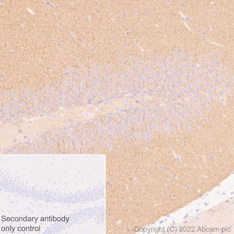 Gaba A Receptor Alpha 2 Gabra2 Antibody Epr26485 185 Bsa And Azide Free Ab307360  Immunohistochemistry Formalin Pfa Fixed Paraffin Embedded Sections Img405547