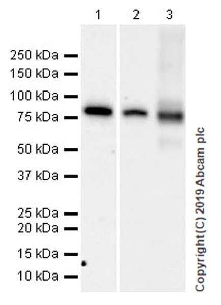 Anti-Mitofusin 1 antibody [EPR21953-74](AB221661)