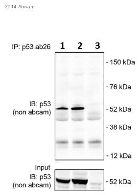 Anti-p53 antibody [PAb 240](AB26)