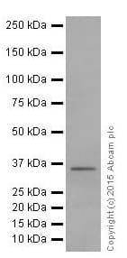 Anti-SC35 antibody [EPR12238](AB204916)