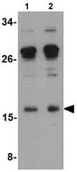 Anti-IL-17A antibody(ab79056)