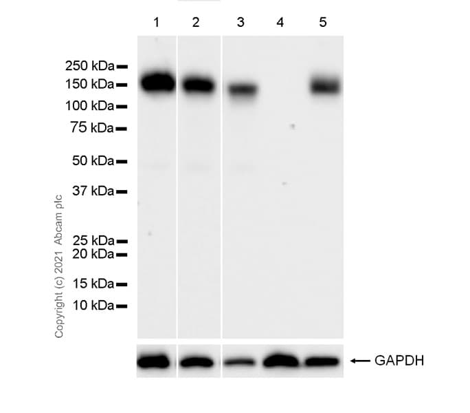 Anti-Integrin alpha 5 antibody [1/CD49e] - BSA and Azide free(AB288773)