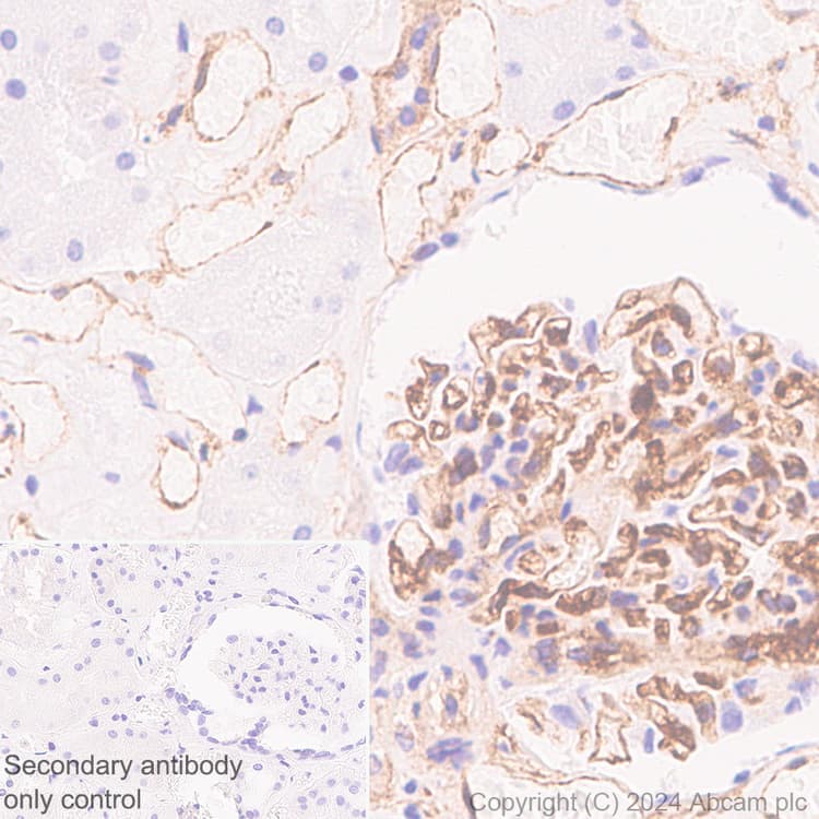 Cd34 Antibody Rm2052 Bsa And Azide Free Ab317589  Immunohistochemistry Formalin Pfa Fixed Paraffin Embedded Sections Img431381