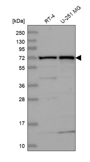 Anti-KLC2 antibody(AB254848)