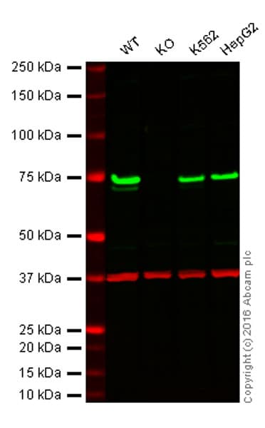 Tls Fus Antibody Epr5812 Ab124923  Western Blot Img84521